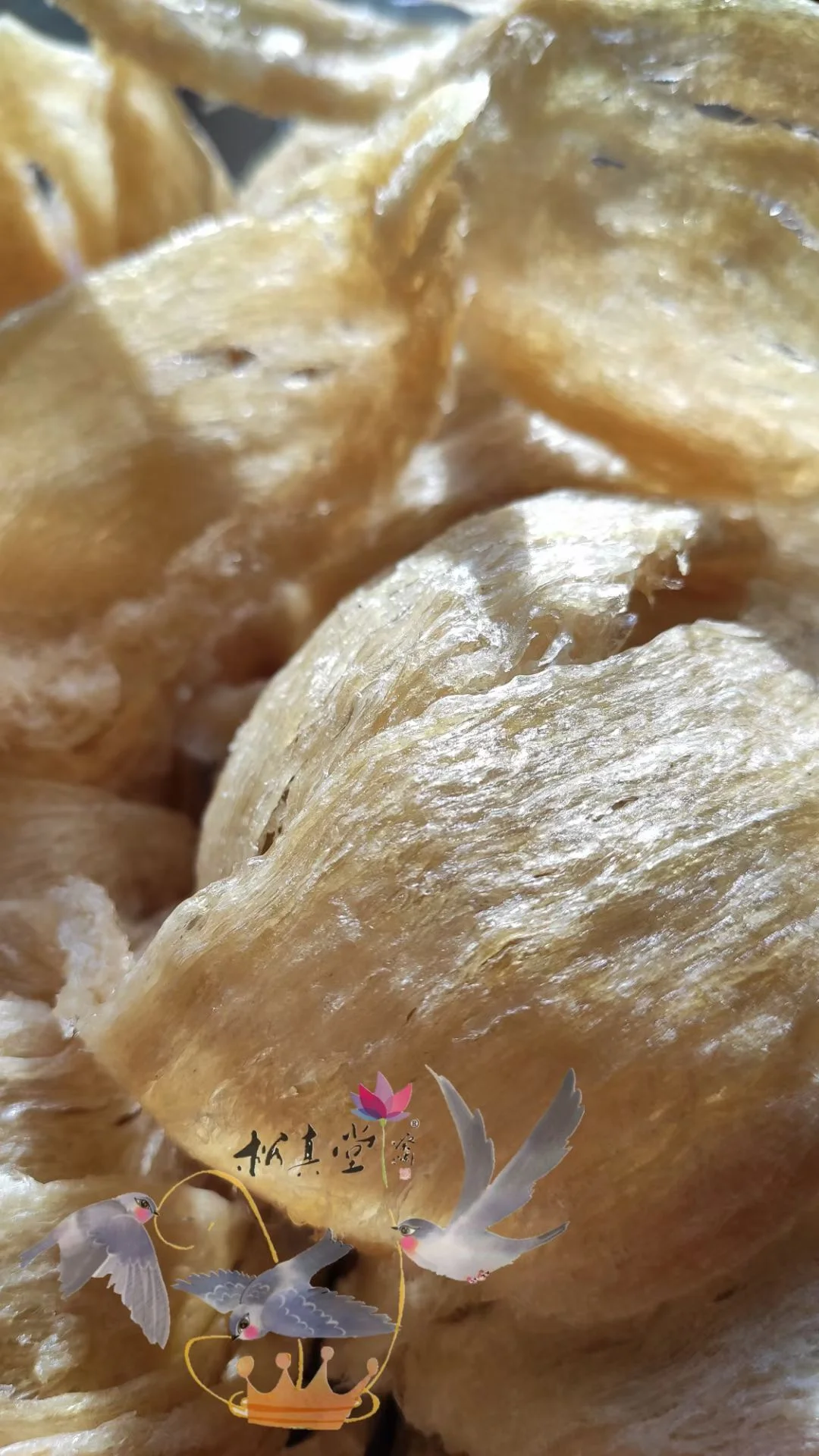 燕屋中的燕窩 — 金絲燕築巢的痕跡