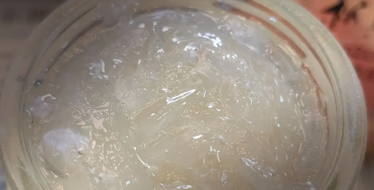 金燕盞 — 順時採摘，當季直達